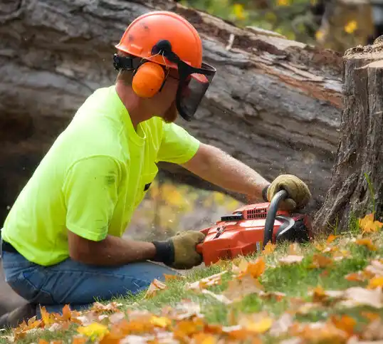 tree services Santa Ana Pueblo